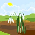 Blooming snowdrop plant with white flowers and green leaves growing from ground on background of spring landscape